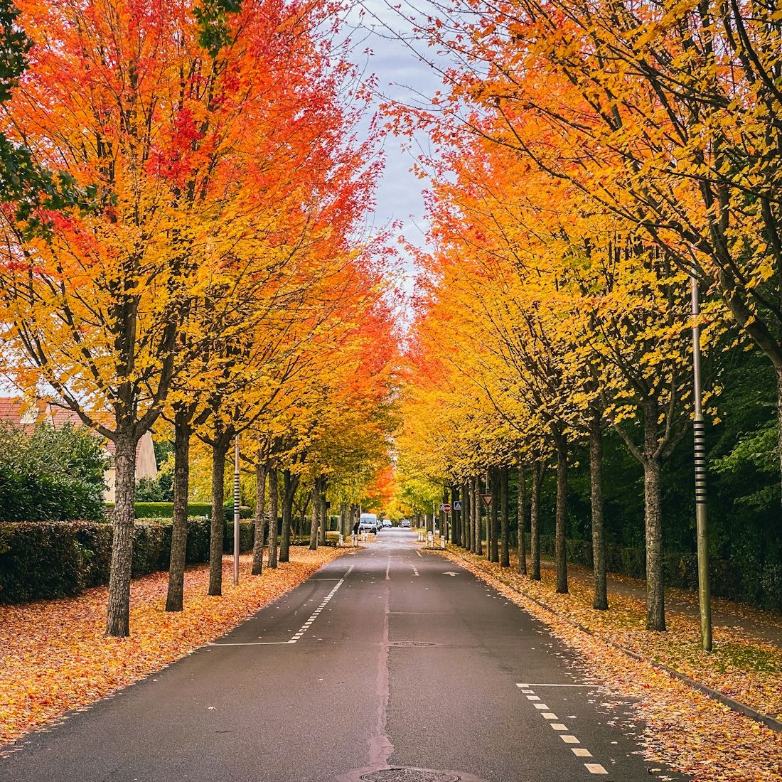 A tree-lined Charlotte neighborhood street